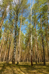 two birch trees in pine forest