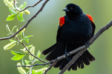 red winged blackbird