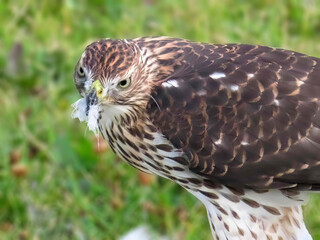 A close up to a majestic Cooper's hawk, revealing its intricate plumage and piercing gaze.