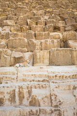 Fototapeta na wymiar Dog is laying on pyramid in Giza, Massive limestone blocks of the great Pyramid of Giza, Detail view of stones of the western side of Pyramid of Khufu or Pyramid of Cheop, Egypt