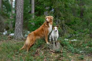 Naklejka na ściany i meble two dogs jack russel and toller in the forest