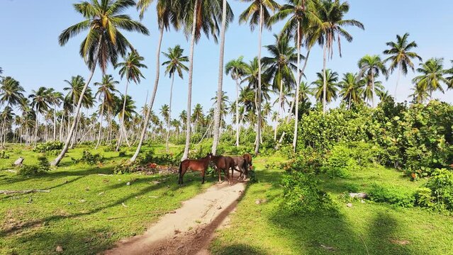 Graceful horses on a tropical paradise beach with white sand and coconut palms. Vibrant flora and fauna on the sea coast. Travel and tourism concept.
