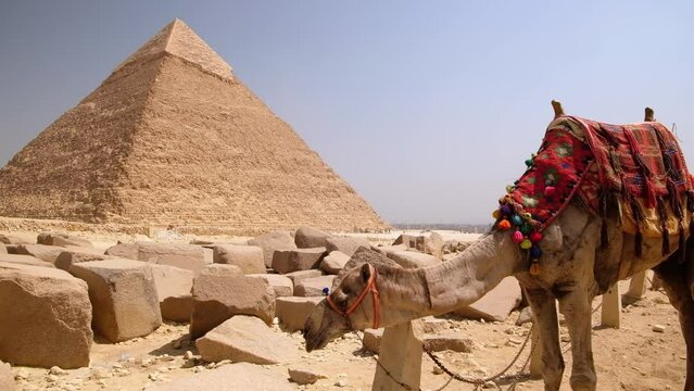 Camel stands in front of Pyramid of Khafre at background. Giza plateau, Greater Cairo, Egypt