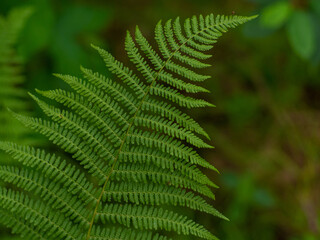 Fresh green fern leaves in the forest. Close up of fern fronds, common polypody. Botanical lush foliage texture background for eco design with space for text. Selective focus.