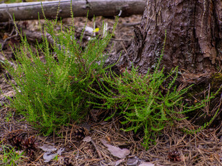 Close view of heather flowers and stems. Heather growth in summer forest. Beautiful outdoor...