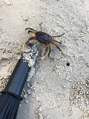 Crab on the beach with umbrella and sand in the background.