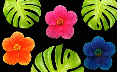Top view orange pink blue color hibiscus flower blossom blooming monstera leaf frame isolated on black background, stock photo, spring summer flower, three plants