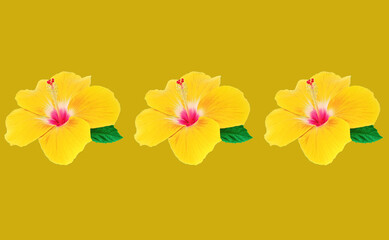 Top view of puue yellow color hibiscus flower blossom blooming isolated on yellow background, stock photo, spring summer flower, three plants
