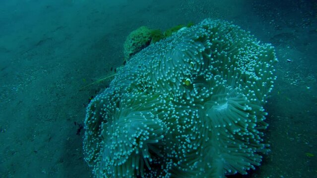 Clownfish in anemone at Tulamben Coral Garden, underwater super slow mo