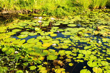 Close-up of the Beautiful purple water lilies in Wetland Park.