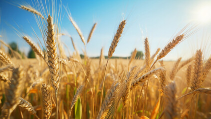 Fototapeta premium Rye agricultural cereal crop plant wheat yellow field straw ripe growth nature