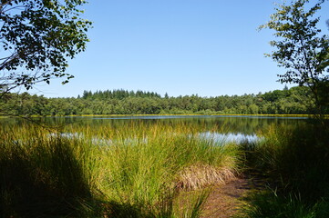 Landscape at Lake Kleiner Bullensee, Lower Saxony