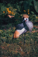 Naklejka premium Grey crowned crane in the wild