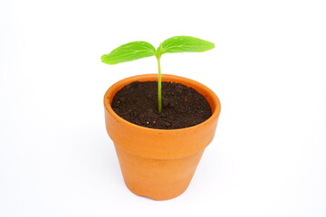 キュウリのフタバ