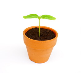 キュウリのフタバ