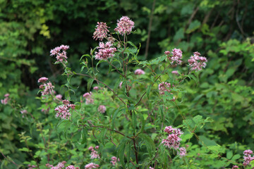 Wild Eupatorium cannabinum plant in bloom with pink flowers. Hemp-agrimony in Italy