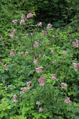 Wild Eupatorium cannabinum plant in bloom with pink flowers. Hemp-agrimony in Italy