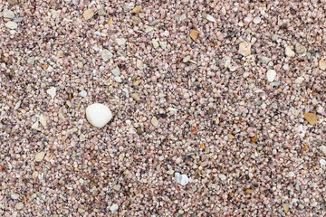Abstract sea-shell texture background, texture for design.