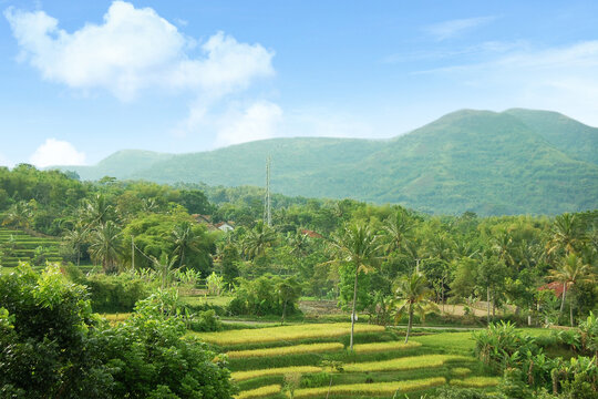 green plantation terassering