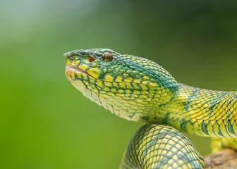 green snake on a branch