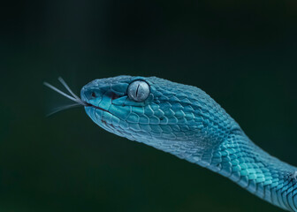 closeup of blue snake