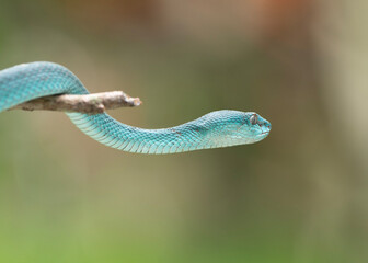 Blue snake on a tree