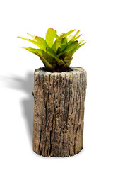 plant in a stump pot  isolated on white background whit clipping path.