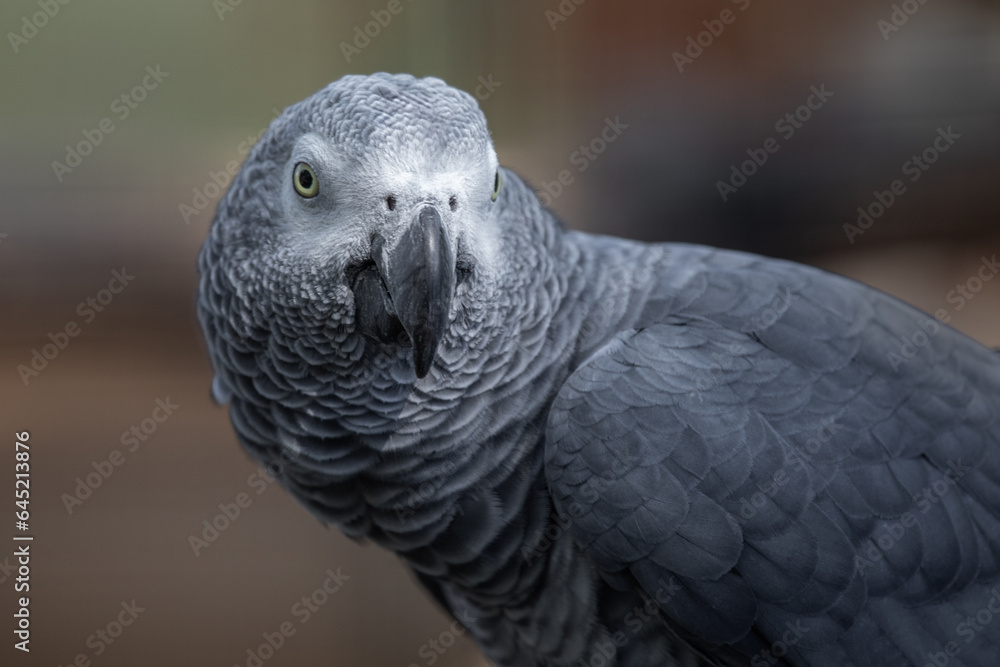 Poster A close up half portrait of an African grey parrot as it stares forward. There is space for text around the bird