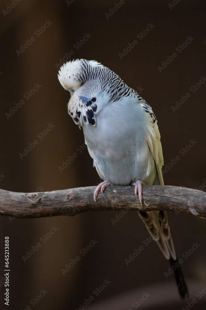 Poster a full length view of a blue and white budgerigar as it perches on a branch against a darl backgroun