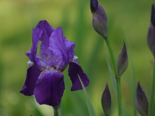 Large purple iris on a background of grass and buds