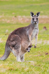 Naklejka na ściany i meble Kangaroo with its baby