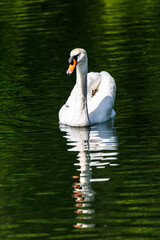 White mute swan swimming in lake