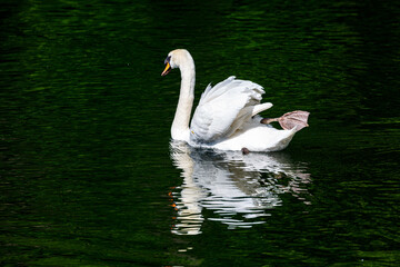 Naklejka premium White mute swan swimming in lake