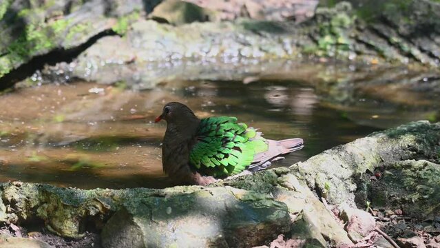 A zoom out of this lovely bird as it takes a bath, Chalcophaps indica, Grey-capped Emerald Dove, Thailand