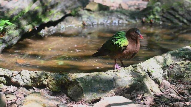 Facing the camera and then turns around to get ready to bathe during a hot day in the forest, Chalcophaps indica, Grey-capped Emerald Dove, Thailand