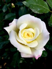 Yellow white pink rose