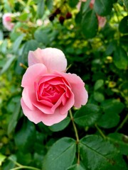 Pretty in Pink