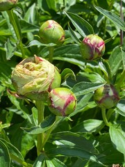 Little peony blossoms