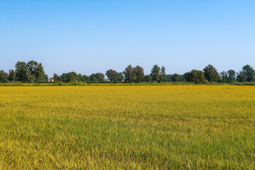 Fototapeta premium Paddy rice canal irrigation panorama landscape agriculture nature natural Po Valley