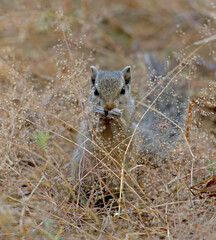 squirrel in the grass