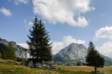 trees on a green meadow and high rocky mountains with white clouds