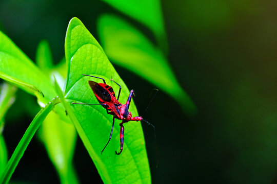 Assassin bug (Sycanus collaris) is walking on green leaf in the forest.