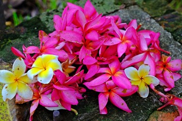 A pile of pink and white-yellow Plumeria flowers on the ground.