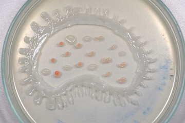 Backgrounds of Characteristics  of Bacteria and Fungi  for education in Microbiology laboratory.