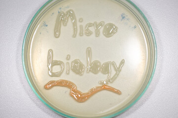 Backgrounds of Characteristics  of Bacteria and Fungi  for education in Microbiology laboratory.