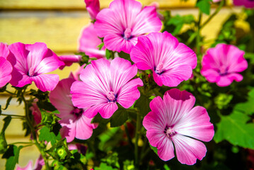 Pink lavater flowers on a green natural background 