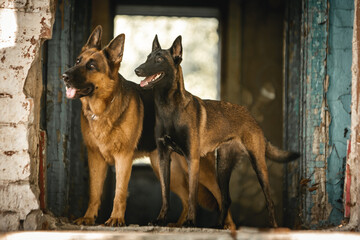 beautiful german shepherd and belgian shepherd standing on the porch of an old house