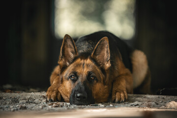 german shepherd dog sitting