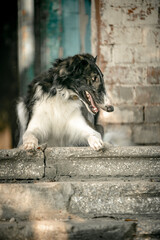 Beautiful greyhound posing on the porch, elegant dog