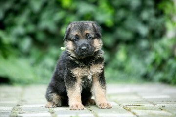 german shepherd puppy